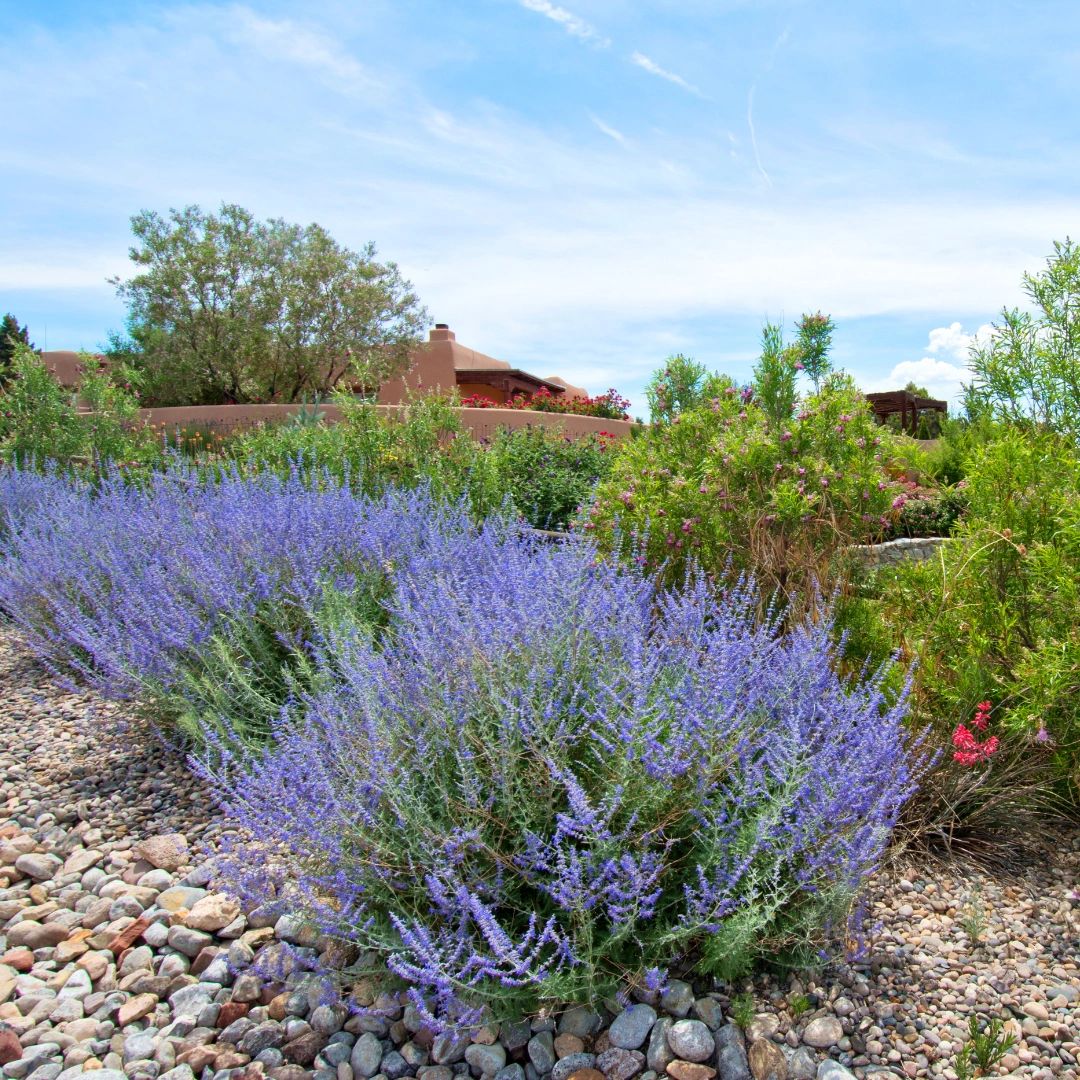 Growing Russian Sage from Seed